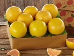 Florida Red Grapefruit