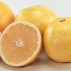 Florida White Grapefruit