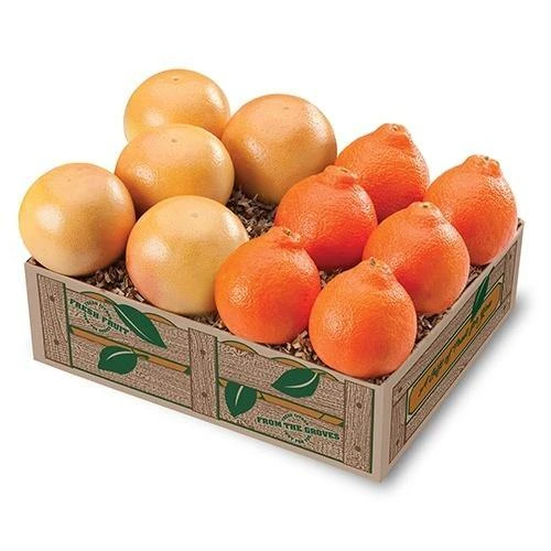 Honeybells And Ruby Red Grapefruit 1 Honeybells And Ruby Red Grapefruit