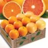 Mandarin Oranges And Red Grapefruit