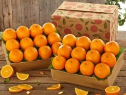 Navel Oranges 7 Navel Oranges -Toys Gift Store navel oranges floridagifts 2