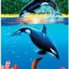 Orca In Paradise Florida Beach Towel 30" X 60"